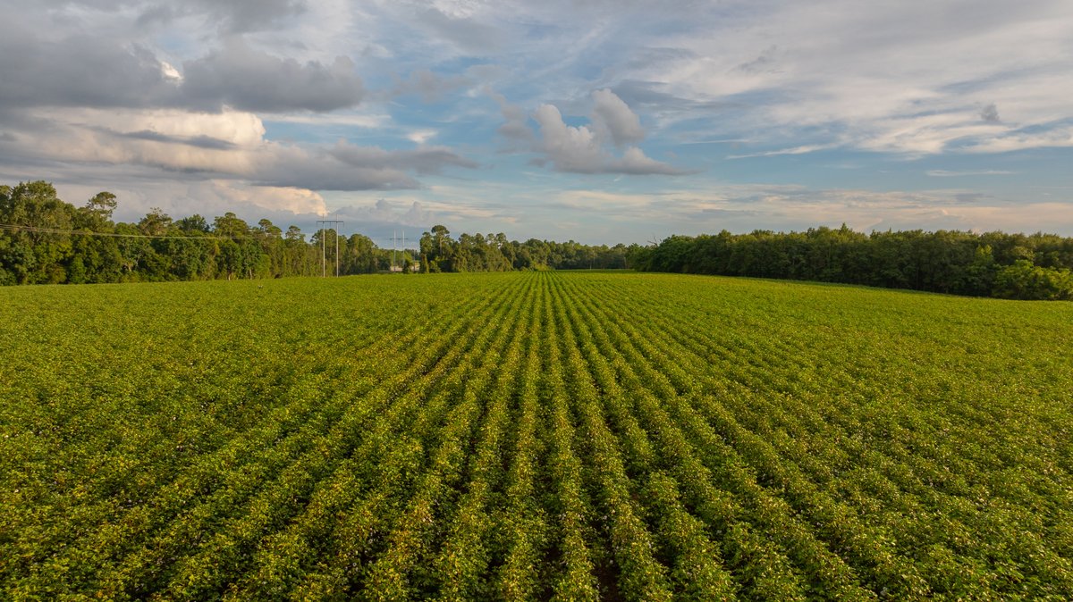 Image for The Moore Farm - 258± Acres - Row Crop Farmland, Timber, Creek Bottoms, & Food Plots - Premier Recreational Tracts w/ Improvements
