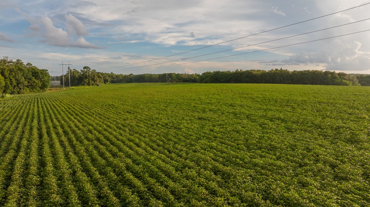 Image for The Moore Farm - 258± Acres - Row Crop Farmland, Timber, Creek Bottoms, & Food Plots - Premier Recreational Tracts w/ Improvements