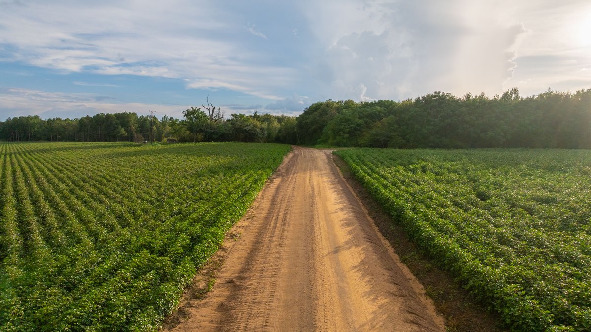 Image for The Moore Farm - 258± Acres - Row Crop Farmland, Timber, Creek Bottoms, & Food Plots - Premier Recreational Tracts w/ Improvements