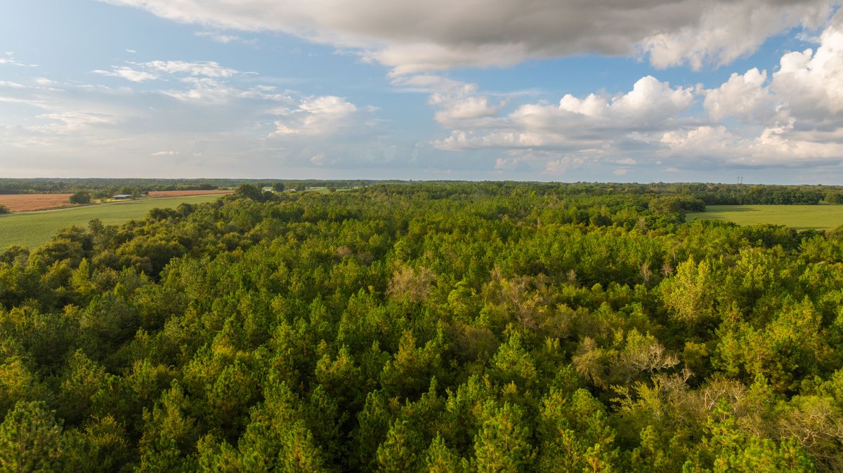 Image for The Moore Farm - 258± Acres - Row Crop Farmland, Timber, Creek Bottoms, & Food Plots - Premier Recreational Tracts w/ Improvements