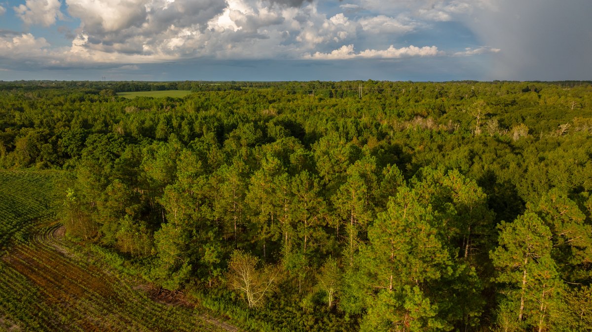 Image for The Moore Farm - 258± Acres - Row Crop Farmland, Timber, Creek Bottoms, & Food Plots - Premier Recreational Tracts w/ Improvements