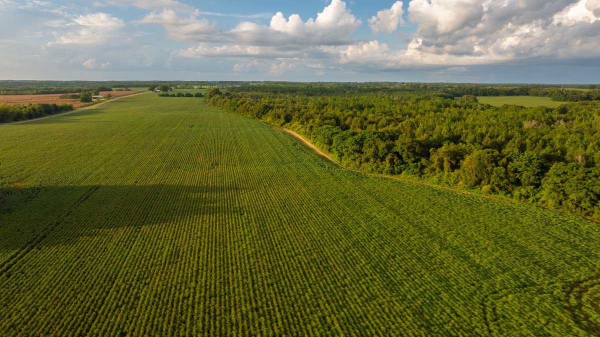 Image for The Moore Farm - 258± Acres - Row Crop Farmland, Timber, Creek Bottoms, & Food Plots - Premier Recreational Tracts w/ Improvements