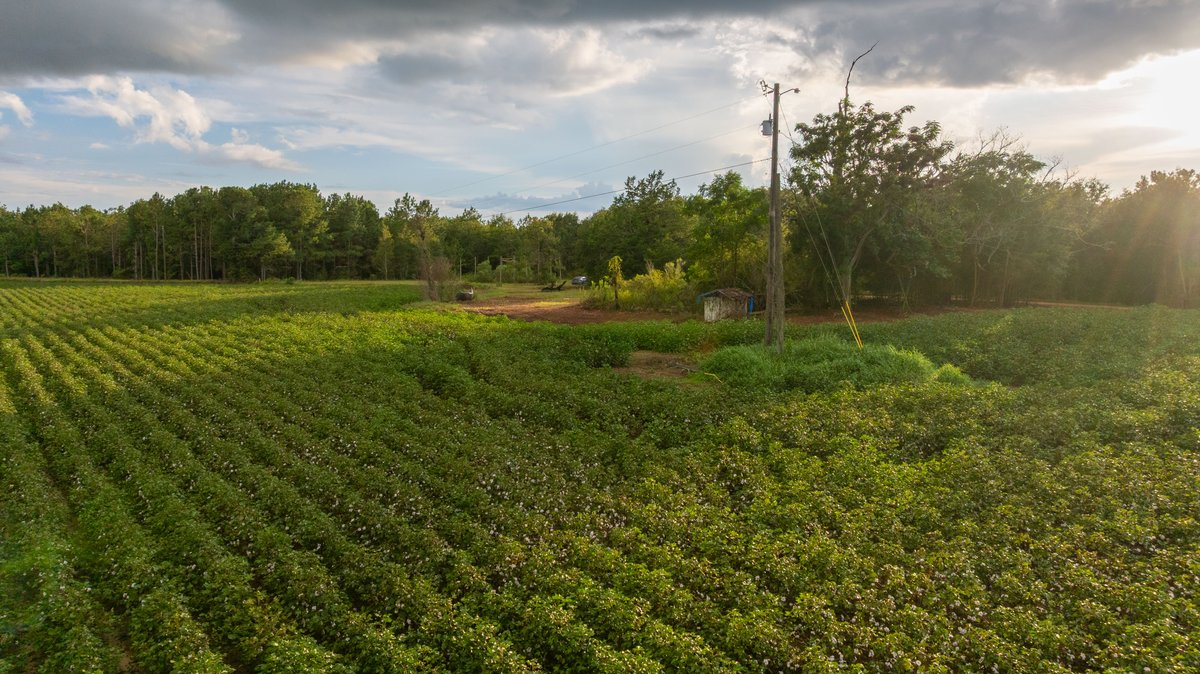 Image for The Moore Farm - 258± Acres - Row Crop Farmland, Timber, Creek Bottoms, & Food Plots - Premier Recreational Tracts w/ Improvements
