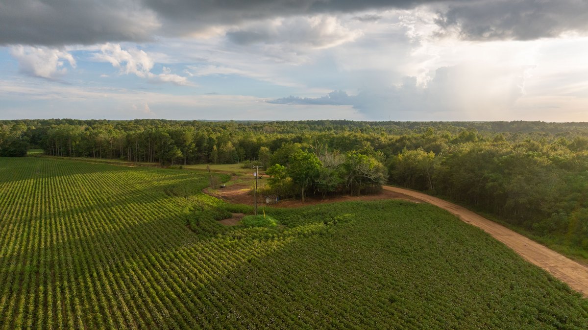 Image for The Moore Farm - 258± Acres - Row Crop Farmland, Timber, Creek Bottoms, & Food Plots - Premier Recreational Tracts w/ Improvements