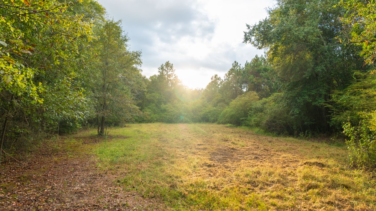 Image for The Moore Farm - 258± Acres - Row Crop Farmland, Timber, Creek Bottoms, & Food Plots - Premier Recreational Tracts w/ Improvements