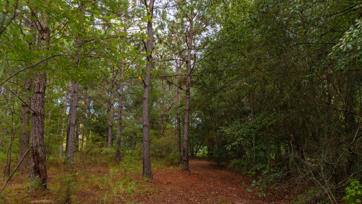 Image for The Moore Farm - 258± Acres - Row Crop Farmland, Timber, Creek Bottoms, & Food Plots - Premier Recreational Tracts w/ Improvements