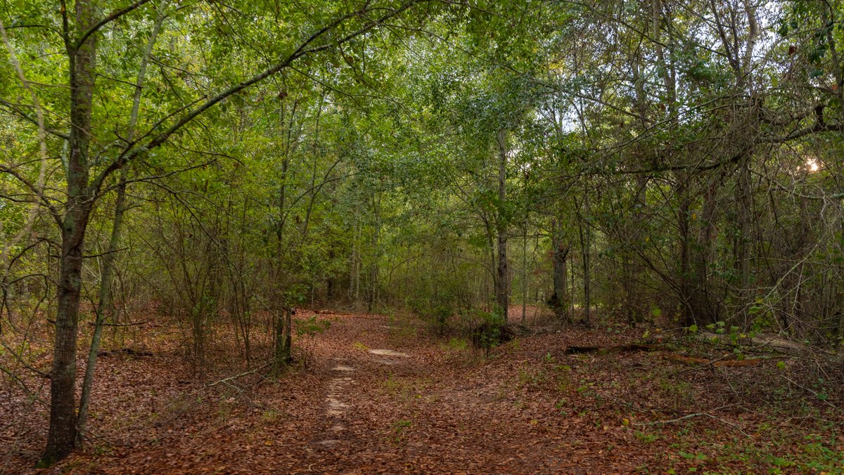 Image for The Moore Farm - 258± Acres - Row Crop Farmland, Timber, Creek Bottoms, & Food Plots - Premier Recreational Tracts w/ Improvements