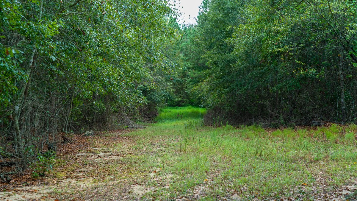 Image for The Moore Farm - 258± Acres - Row Crop Farmland, Timber, Creek Bottoms, & Food Plots - Premier Recreational Tracts w/ Improvements