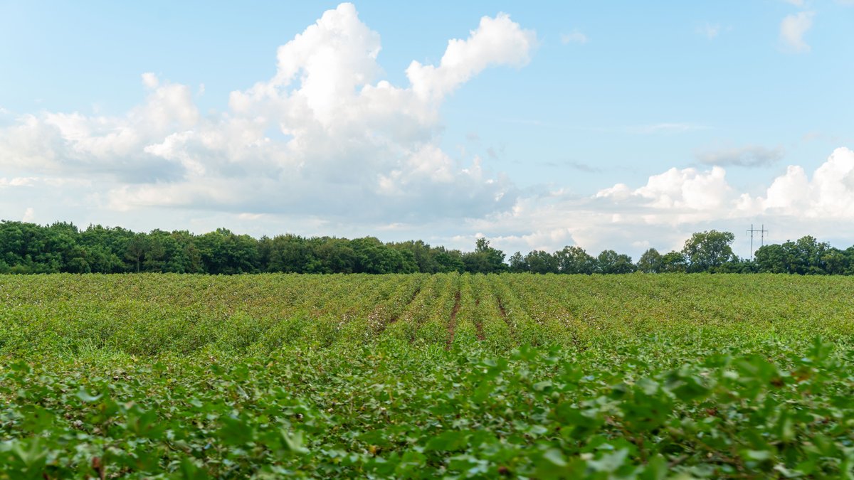 Image for The Moore Farm - 258± Acres - Row Crop Farmland, Timber, Creek Bottoms, & Food Plots - Premier Recreational Tracts w/ Improvements