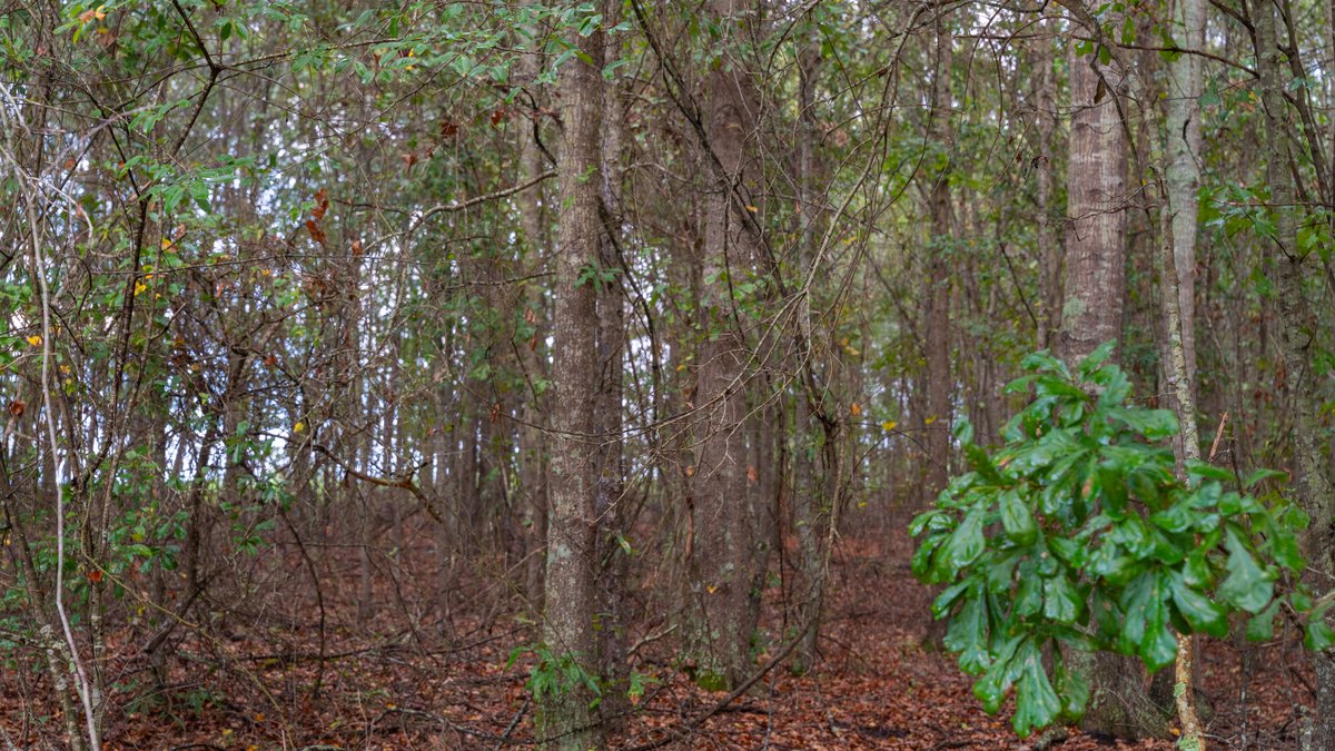Image for The Moore Farm - 258± Acres - Row Crop Farmland, Timber, Creek Bottoms, & Food Plots - Premier Recreational Tracts w/ Improvements