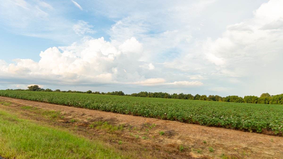 Image for The Moore Farm - 258± Acres - Row Crop Farmland, Timber, Creek Bottoms, & Food Plots - Premier Recreational Tracts w/ Improvements