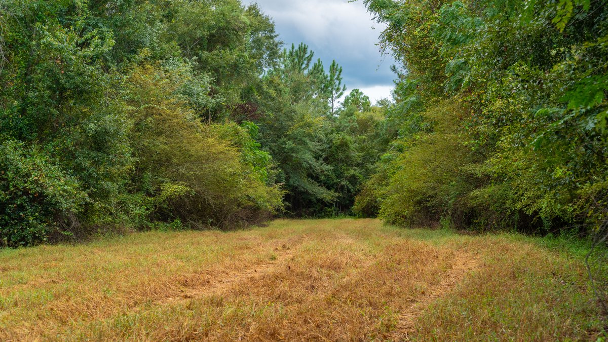 Image for The Moore Farm - 258± Acres - Row Crop Farmland, Timber, Creek Bottoms, & Food Plots - Premier Recreational Tracts w/ Improvements