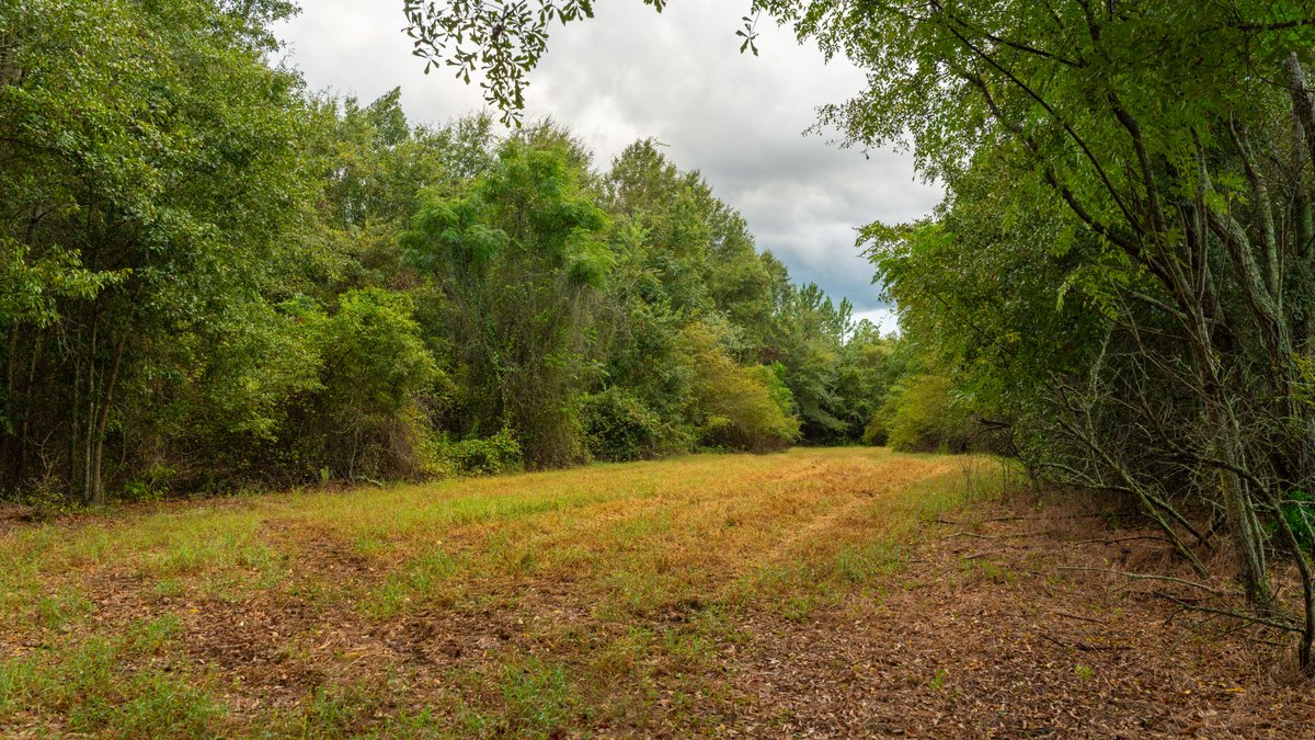 Image for The Moore Farm - 258± Acres - Row Crop Farmland, Timber, Creek Bottoms, & Food Plots - Premier Recreational Tracts w/ Improvements