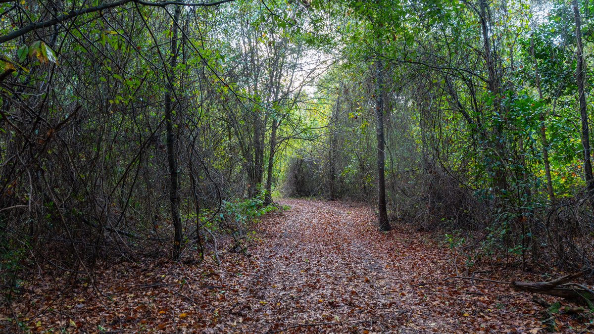 Image for The Moore Farm - 258± Acres - Row Crop Farmland, Timber, Creek Bottoms, & Food Plots - Premier Recreational Tracts w/ Improvements