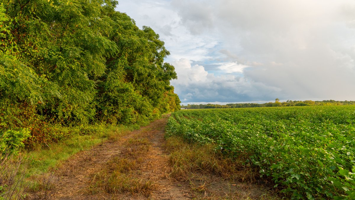 Image for The Moore Farm - 258± Acres - Row Crop Farmland, Timber, Creek Bottoms, & Food Plots - Premier Recreational Tracts w/ Improvements
