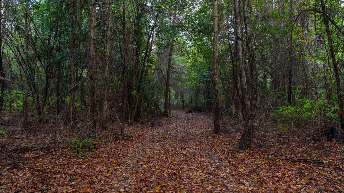 Image for The Moore Farm - 258± Acres - Row Crop Farmland, Timber, Creek Bottoms, & Food Plots - Premier Recreational Tracts w/ Improvements