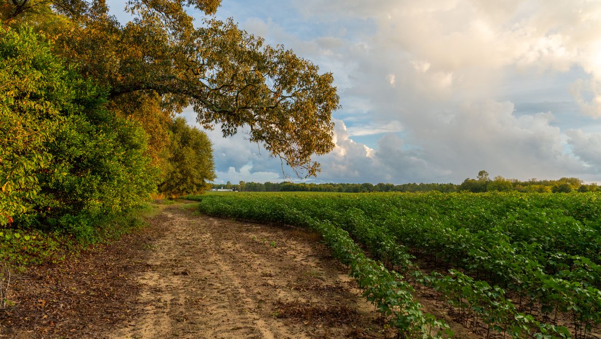 Image for The Moore Farm - 258± Acres - Row Crop Farmland, Timber, Creek Bottoms, & Food Plots - Premier Recreational Tracts w/ Improvements
