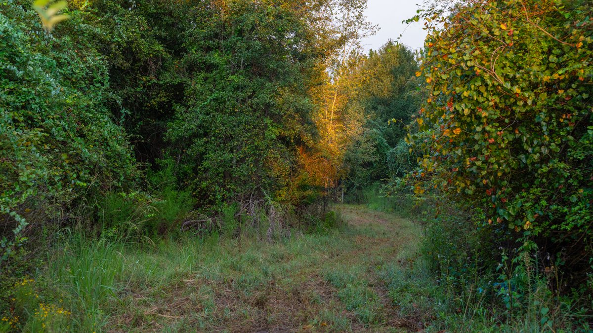 Image for The Moore Farm - 258± Acres - Row Crop Farmland, Timber, Creek Bottoms, & Food Plots - Premier Recreational Tracts w/ Improvements