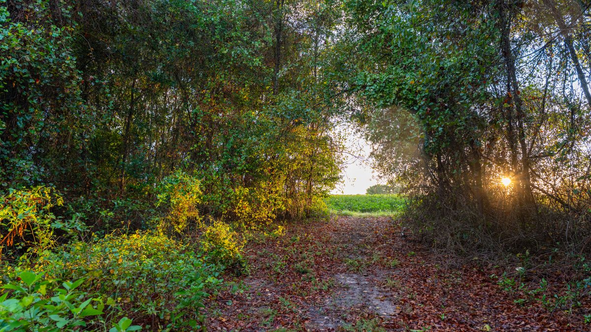Image for The Moore Farm - 258± Acres - Row Crop Farmland, Timber, Creek Bottoms, & Food Plots - Premier Recreational Tracts w/ Improvements