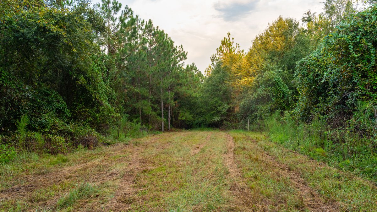 Image for The Moore Farm - 258± Acres - Row Crop Farmland, Timber, Creek Bottoms, & Food Plots - Premier Recreational Tracts w/ Improvements