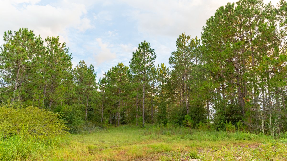 Image for The Moore Farm - 258± Acres - Row Crop Farmland, Timber, Creek Bottoms, & Food Plots - Premier Recreational Tracts w/ Improvements