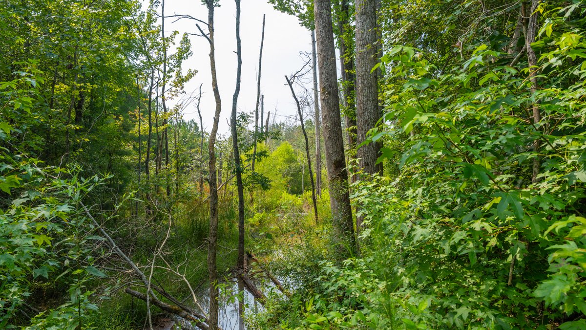 Image for The Martin Branch Retreat - 227± Acres - Crawford County, Georgia - Exceptional Hunting, Homesite Opportunities & Timber Investment
