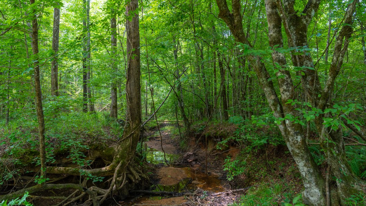 Image for The Martin Branch Retreat - 227± Acres - Crawford County, Georgia - Exceptional Hunting, Homesite Opportunities & Timber Investment