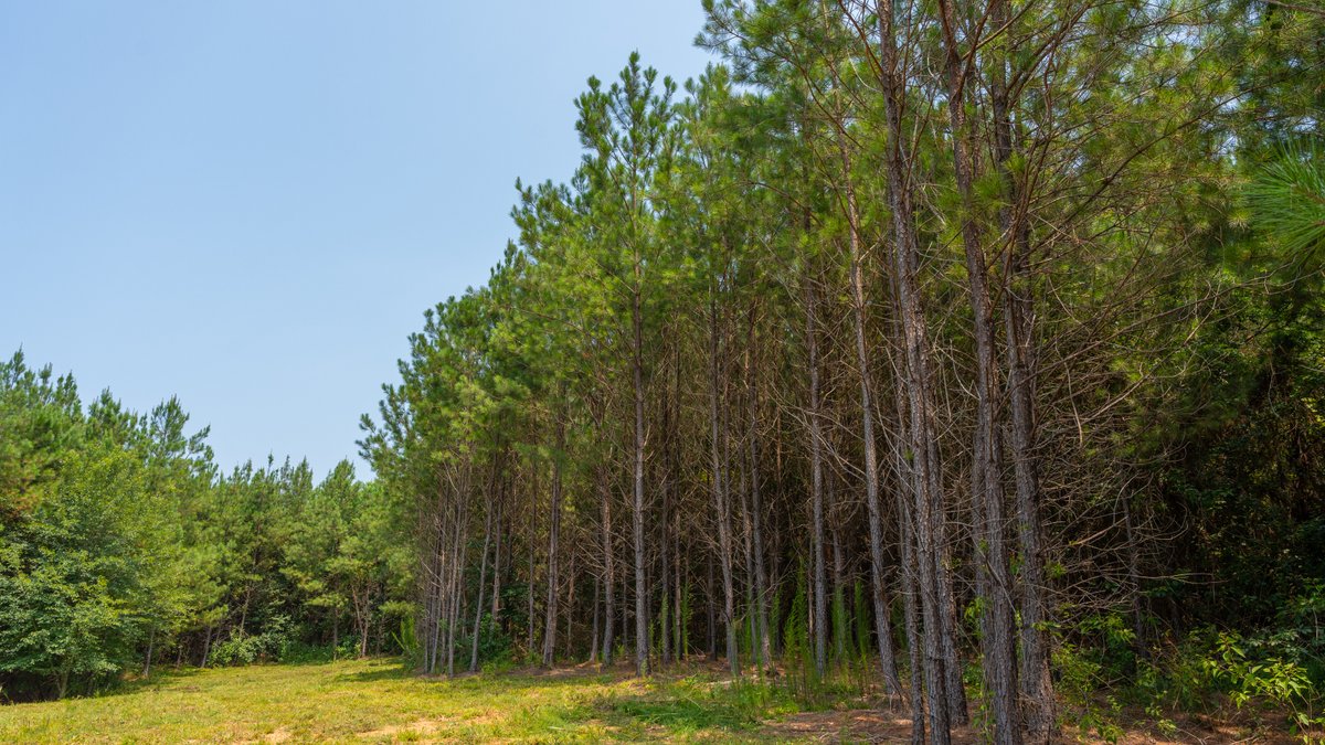 Image for The Martin Branch Retreat - 227± Acres - Crawford County, Georgia - Exceptional Hunting, Homesite Opportunities & Timber Investment