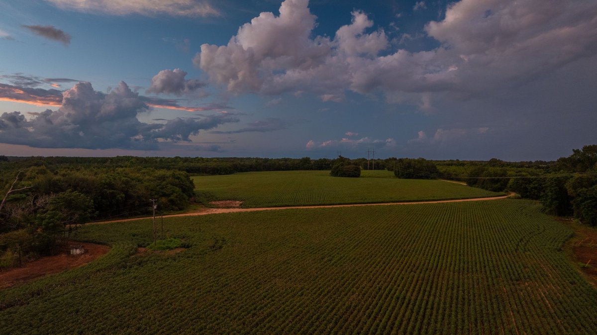 Image for The Moore Farm - 258± Acres Row Crop Farmland, Timber, Creek Bottoms, & Food Plots - Premier Recreational Tracts w/ Improvements