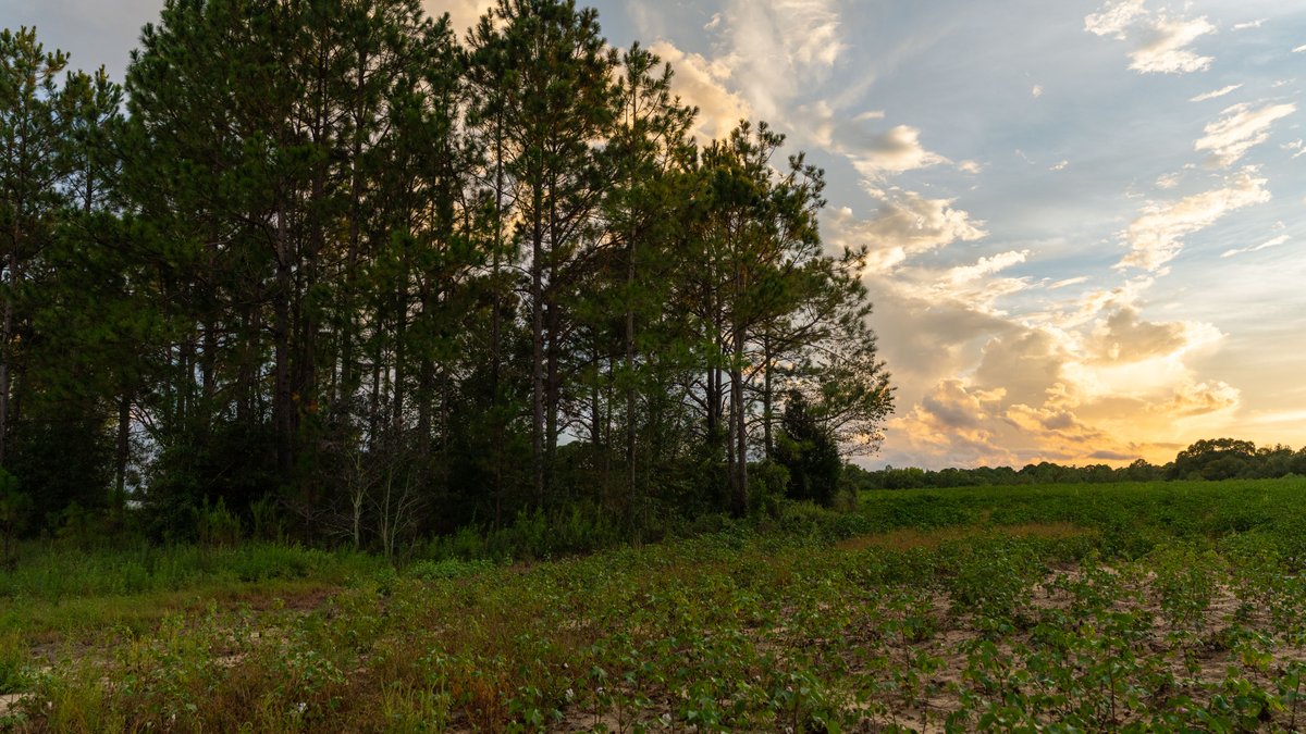 Image for The Moore Farm - 258± Acres Row Crop Farmland, Timber, Creek Bottoms, & Food Plots - Premier Recreational Tracts w/ Improvements
