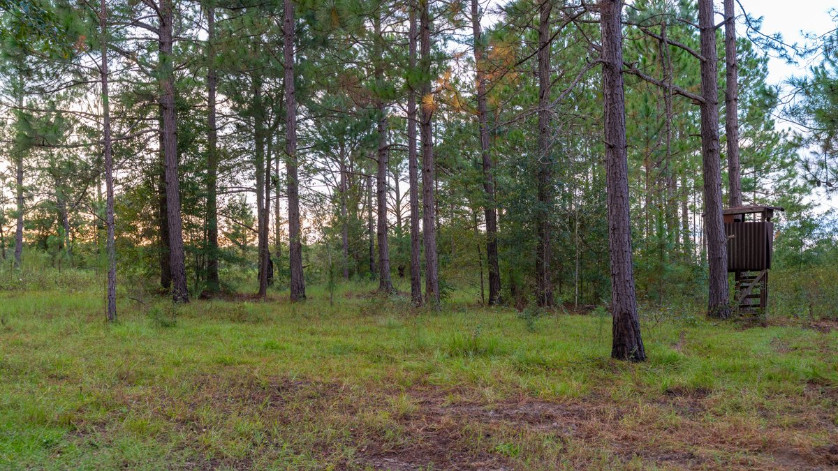 Image for The Moore Farm - 258± Acres Row Crop Farmland, Timber, Creek Bottoms, & Food Plots - Premier Recreational Tracts w/ Improvements