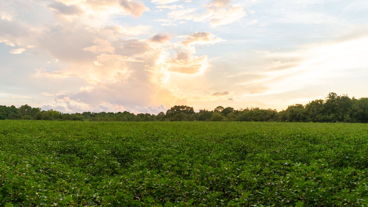 Image for The Moore Farm - 258± Acres Row Crop Farmland, Timber, Creek Bottoms, & Food Plots - Premier Recreational Tracts w/ Improvements