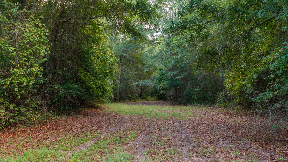 Image for The Moore Farm - 258± Acres Row Crop Farmland, Timber, Creek Bottoms, & Food Plots - Premier Recreational Tracts w/ Improvements