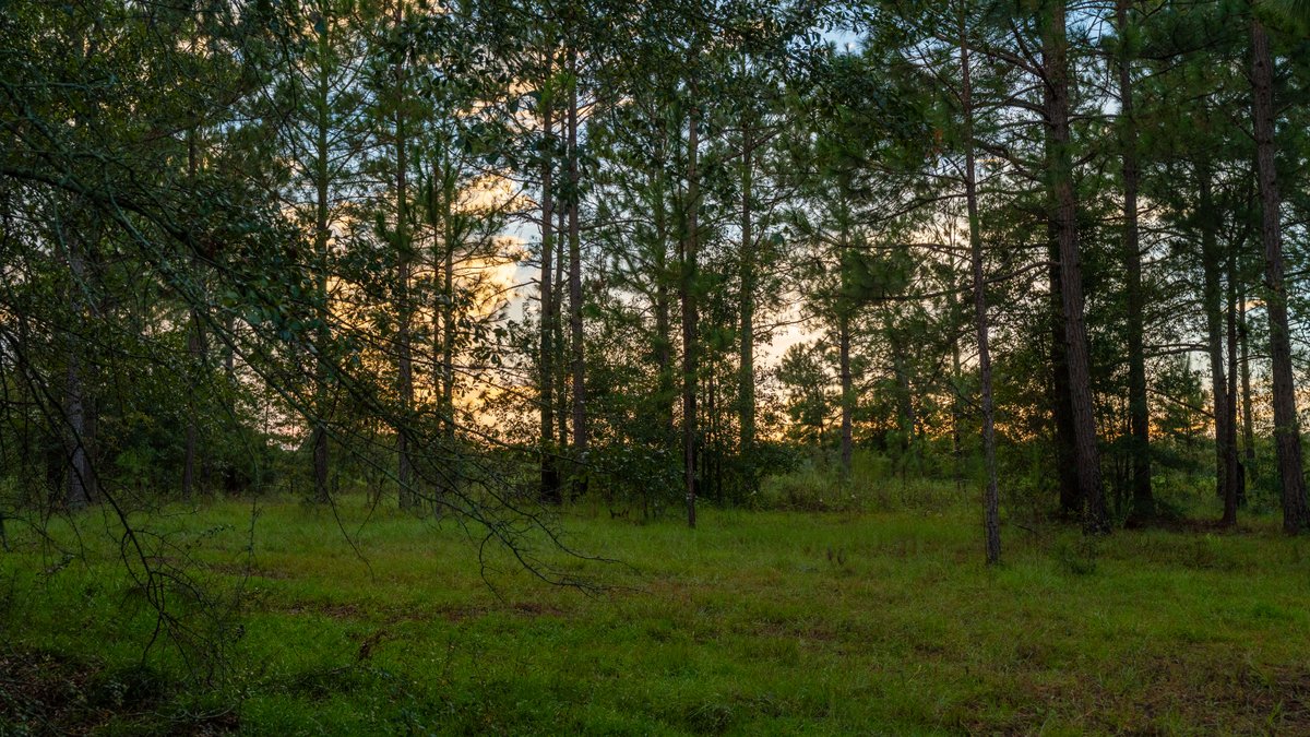Image for The Moore Farm - 258± Acres Row Crop Farmland, Timber, Creek Bottoms, & Food Plots - Premier Recreational Tracts w/ Improvements
