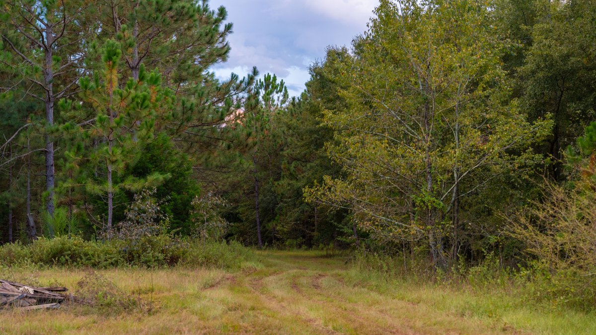 Image for The Moore Farm - 258± Acres Row Crop Farmland, Timber, Creek Bottoms, & Food Plots - Premier Recreational Tracts w/ Improvements