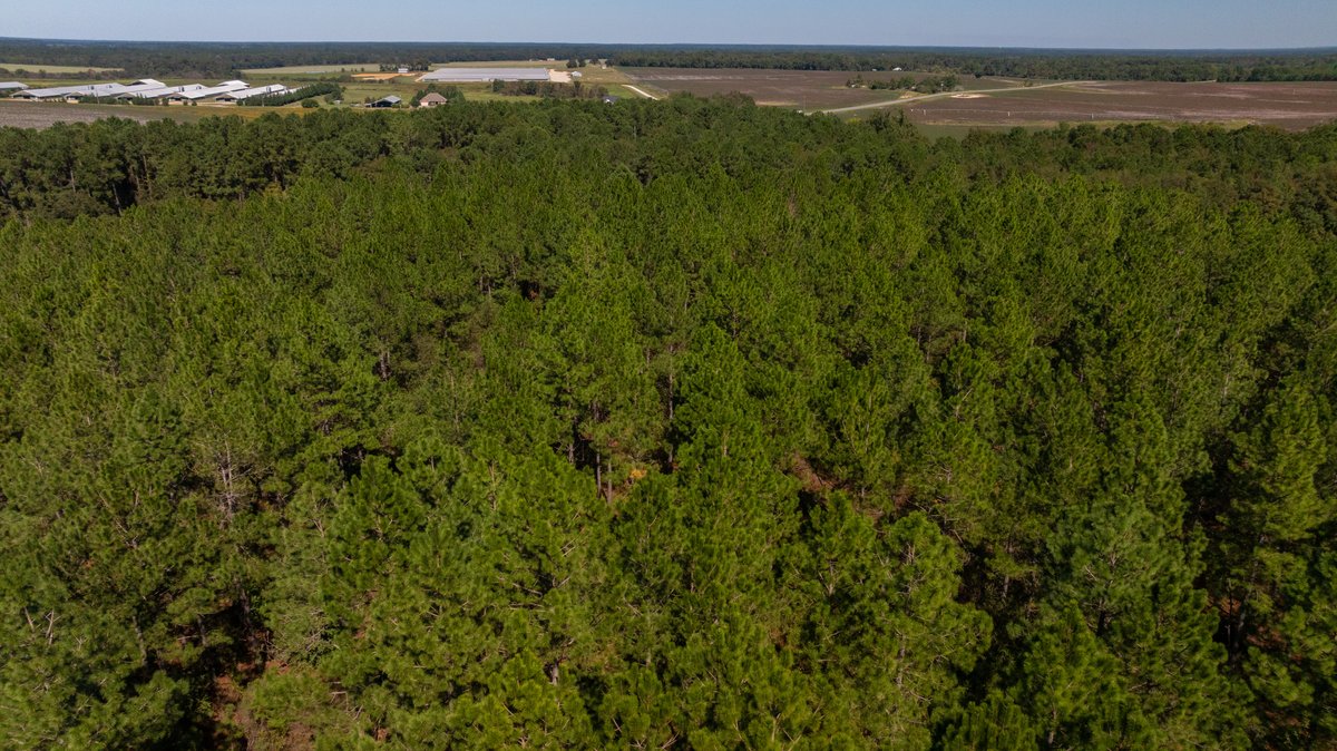 Image for 95+/- Acres - Musgrove Estate - Planted Pine Timber Investment - Sportsman's Paradise