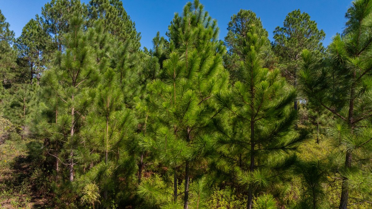Image for 95+/- Acres - Musgrove Estate - Planted Pine Timber Investment - Sportsman's Paradise