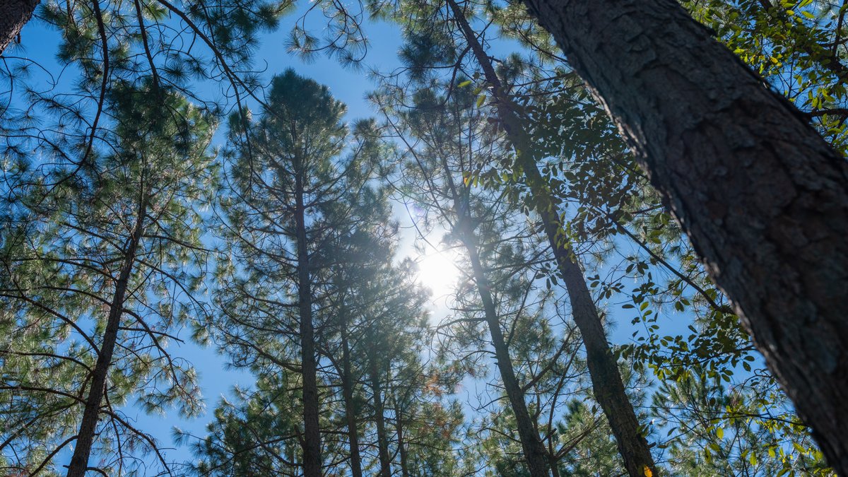 Image for 95+/- Acres - Musgrove Estate - Planted Pine Timber Investment - Sportsman's Paradise
