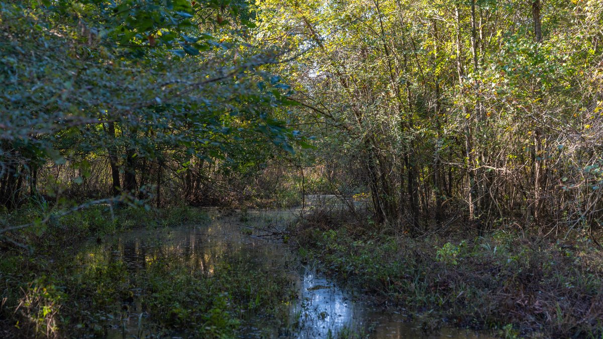 Image for The Hinson Farm – 191+/- Acres - Recreational Paradise with Income-Producing Potential in Dodge County, GA