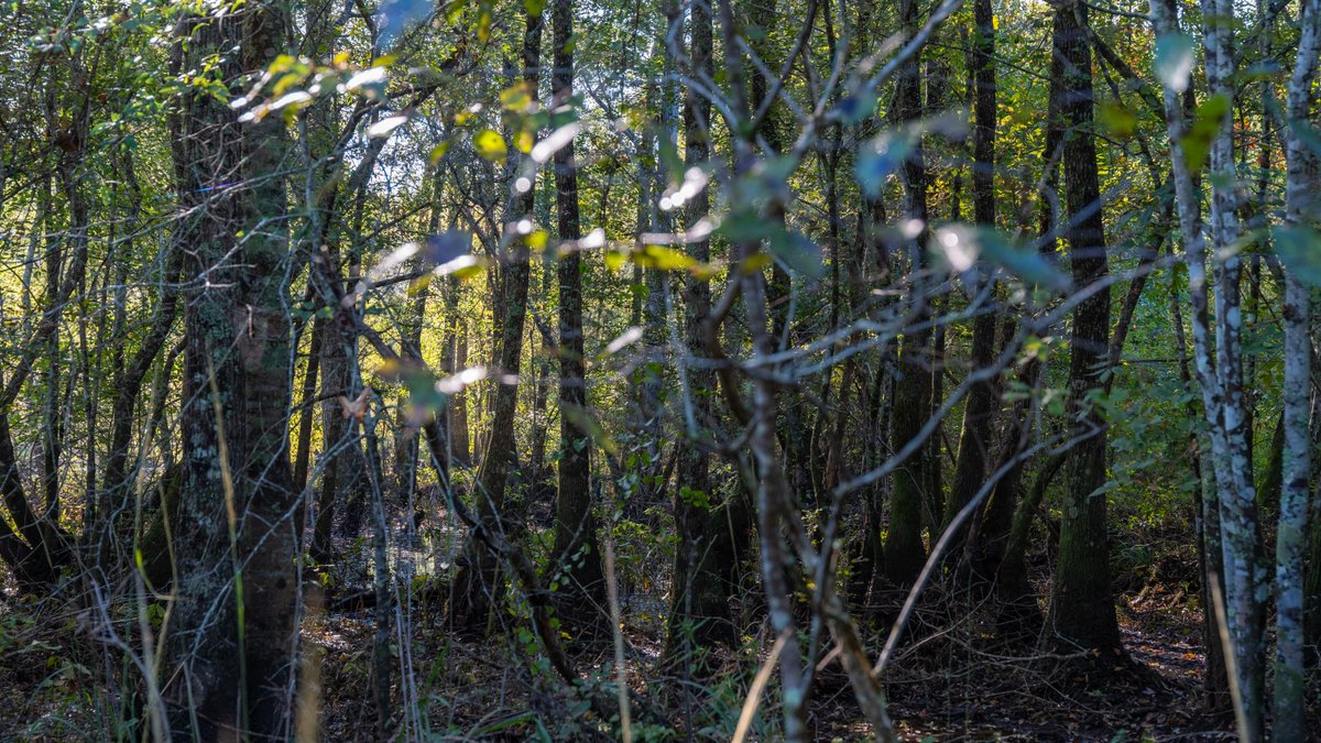 Image for The Hinson Farm – 191+/- Acres - Recreational Paradise with Income-Producing Potential in Dodge County, GA