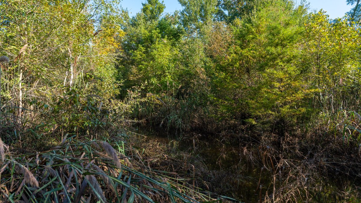 Image for The Hinson Farm – 191+/- Acres - Recreational Paradise with Income-Producing Potential in Dodge County, GA