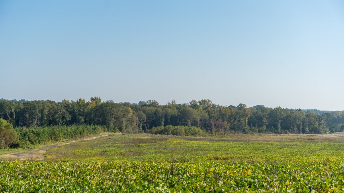 Image for The Hinson Farm – 191+/- Acres - Recreational Paradise with Income-Producing Potential in Dodge County, GA