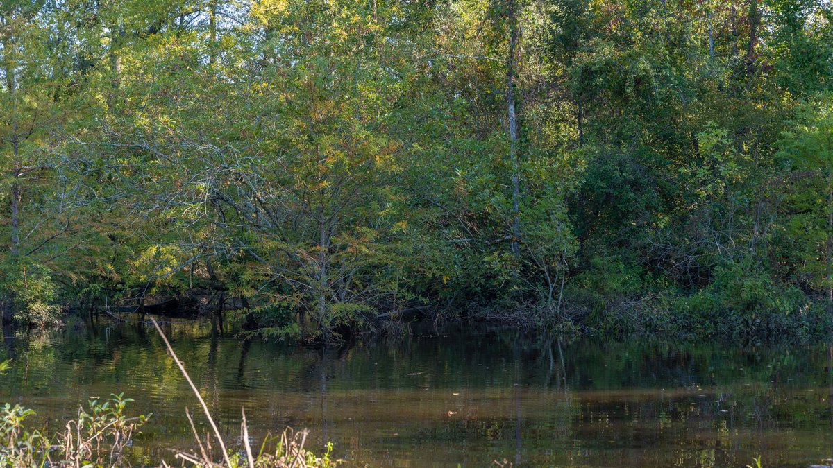 Image for The Hinson Farm – 191+/- Acres - Recreational Paradise with Income-Producing Potential in Dodge County, GA