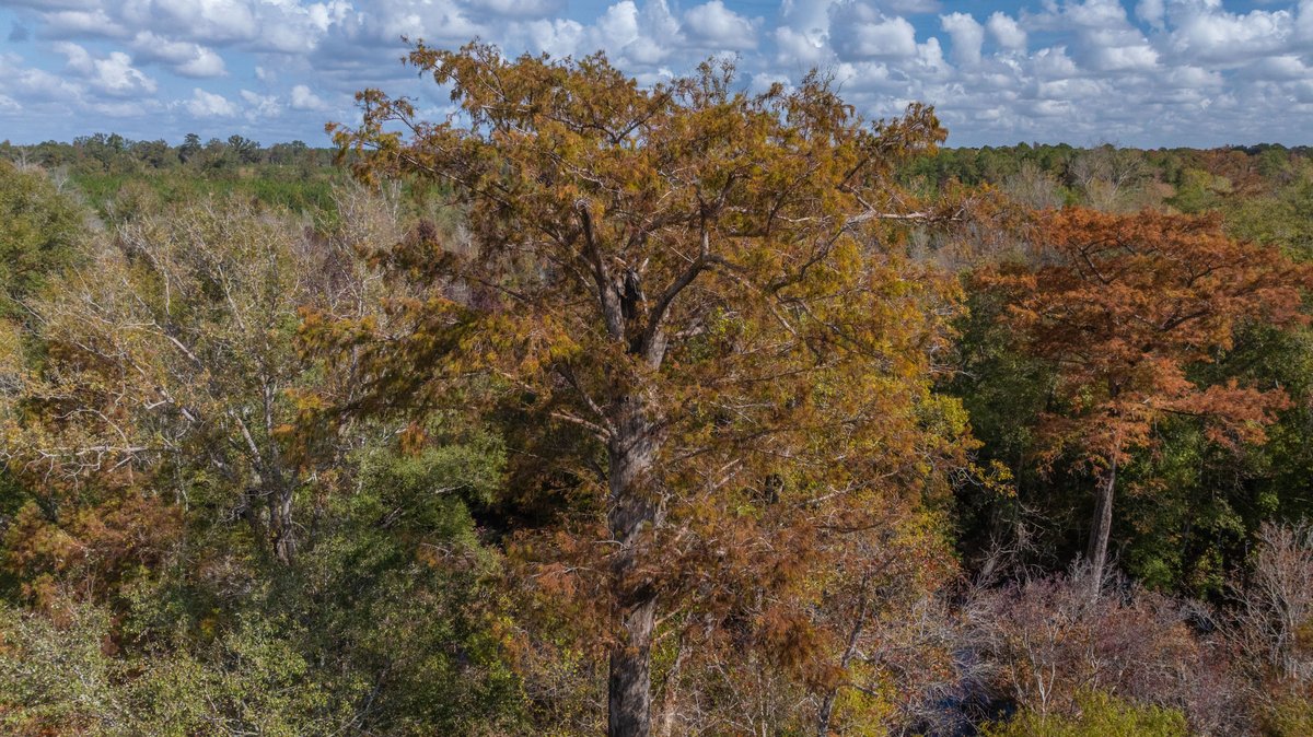Image for The Hinson Farm – 191+/- Acres - Recreational Paradise with Income-Producing Potential in Dodge County, GA