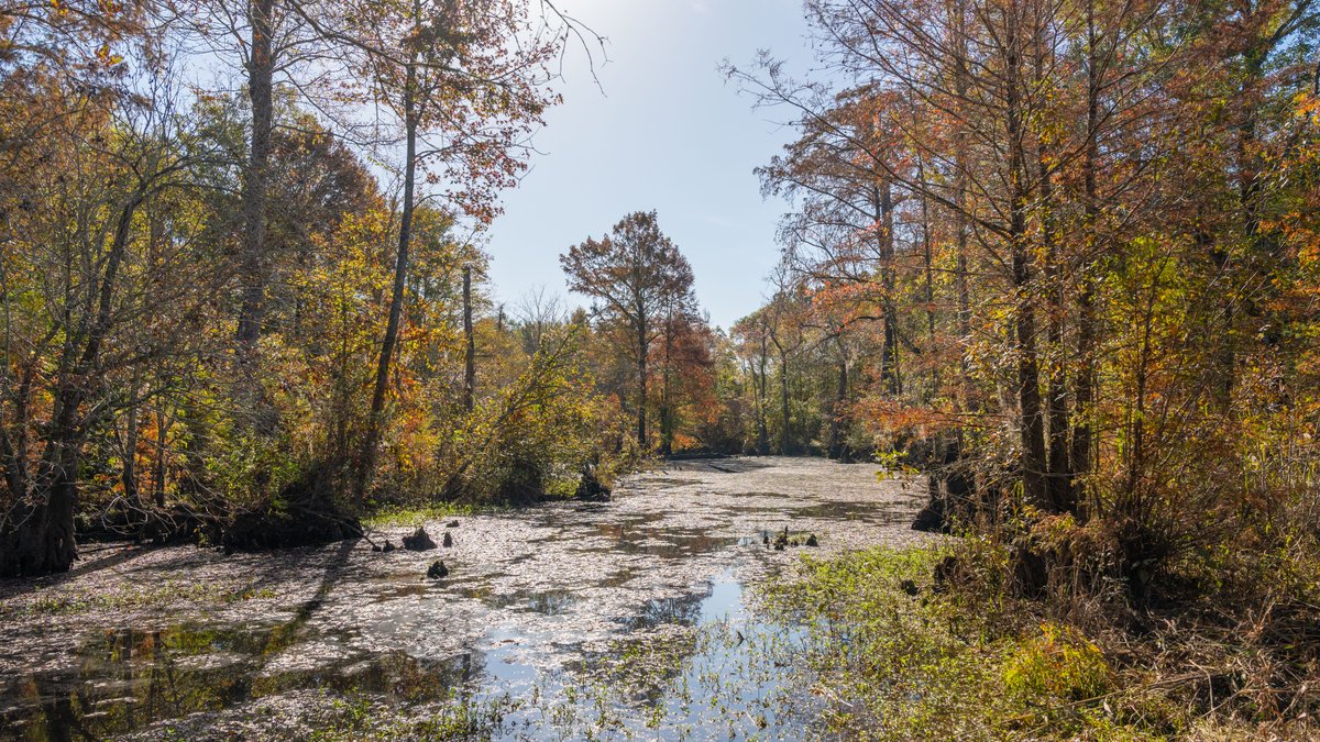 Image for The Hinson Farm – 191+/- Acres - Recreational Paradise with Income-Producing Potential in Dodge County, GA