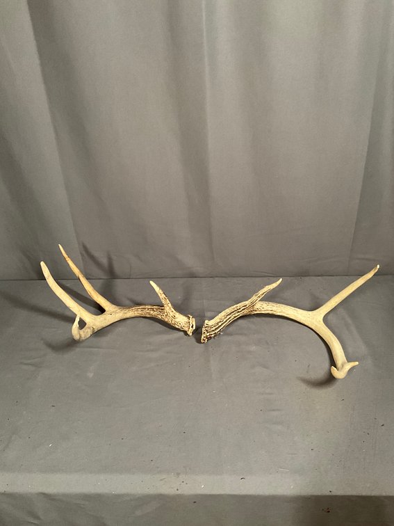 8 Point Deer Antlers