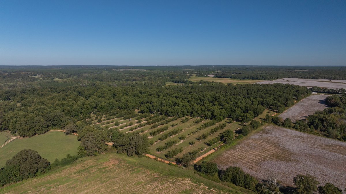 Image for 170+/- Acres - Musgrove Estate - Turn-Key Pecan Operation - Sportsman's Paradise
