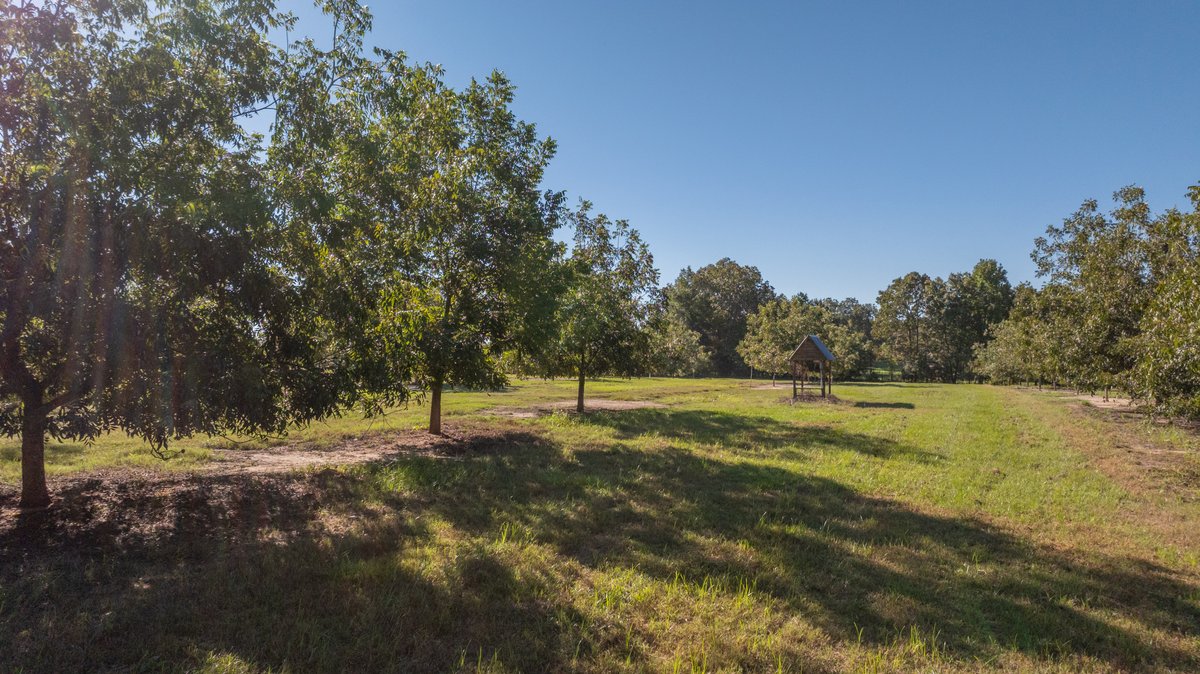 Image for 170+/- Acres - Musgrove Estate - Turn-Key Pecan Operation - Sportsman's Paradise