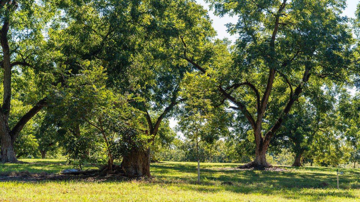 Image for 170+/- Acres - Musgrove Estate - Turn-Key Pecan Operation - Sportsman's Paradise