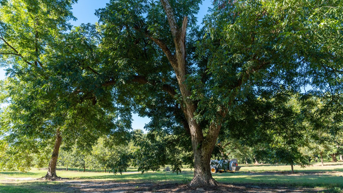 Image for 170+/- Acres - Musgrove Estate - Turn-Key Pecan Operation - Sportsman's Paradise